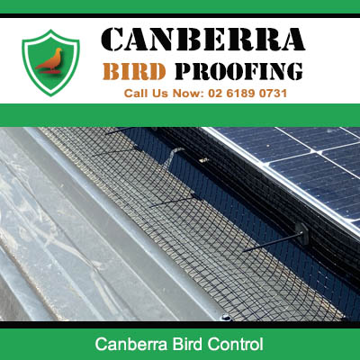 Canberra bird control mesh system protecting solar panels from pest birds