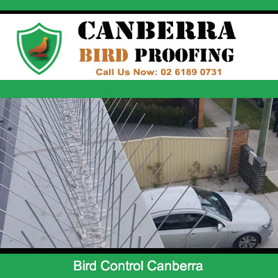 Professional bird control spikes on fence line for Canberra home protection