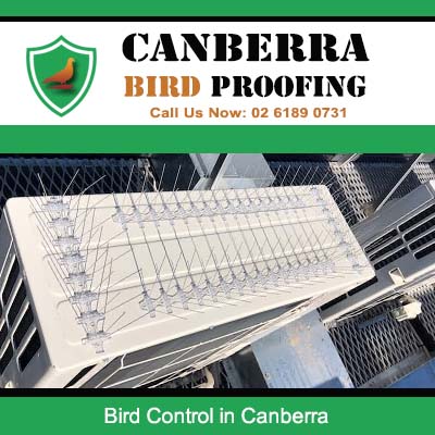 Bird control and solar panel protection to prevent waste damage in Canberra