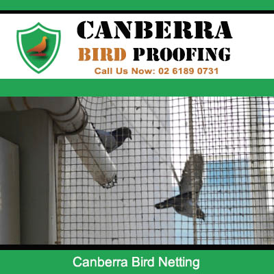 Bird netting installation and removal services in Canberra ACT