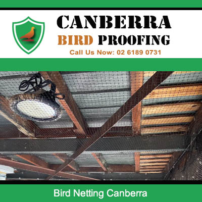 Bird netting installed on warehouse ceiling and skylights in Canberra