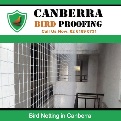 Bird netting installed on interior walls and openings in Canberra building