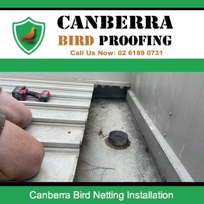 Bird netting installation process on Canberra building gutter and roofline