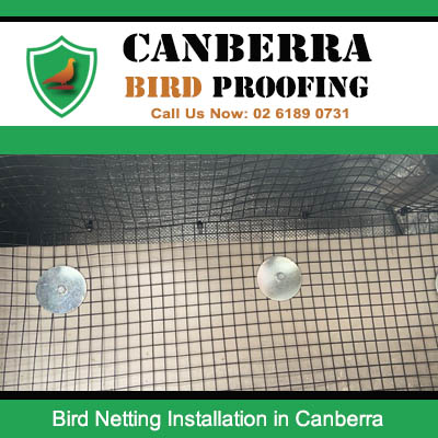 Canberra bird netting installation protecting commercial building interior from pests