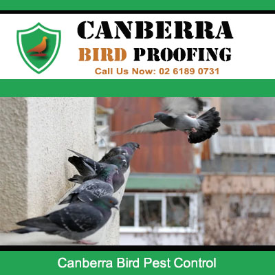 Bird pest control services for pigeon problems in Canberra ACT