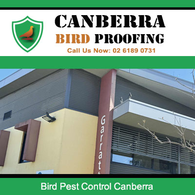 Bird pest control and proofing services for commercial buildings in Canberra