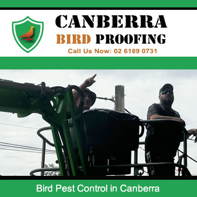 Canberra bird control specialists installing pest deterrent systems on building
