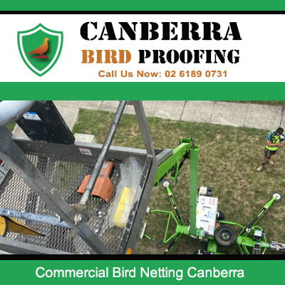 Technician installing commercial bird netting on Canberra building rooftop