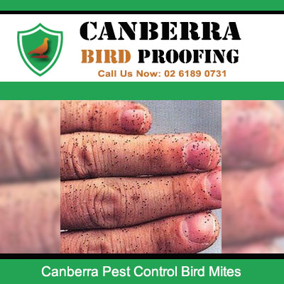 Professional bird mite extermination and treatment services in Canberra ACT