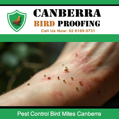 Bird mite bites on skin requiring pest control treatment in Canberra